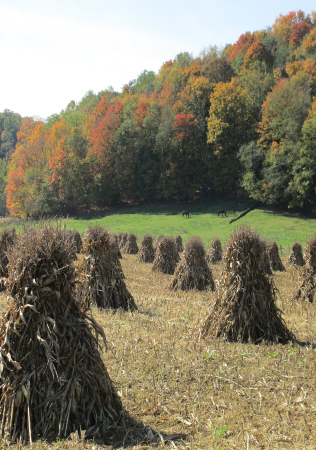 Amish farm fields with corn shocks near Bremen