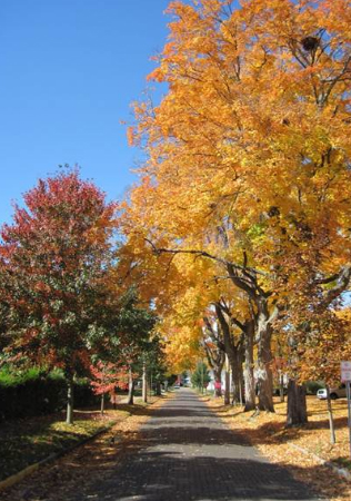 Tree-lined brick street in Bremen in autumn